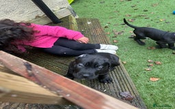 Mixed Breed dogs for sale: Cane corso/Great Dane puppies for sale ✨✨ - Image 7