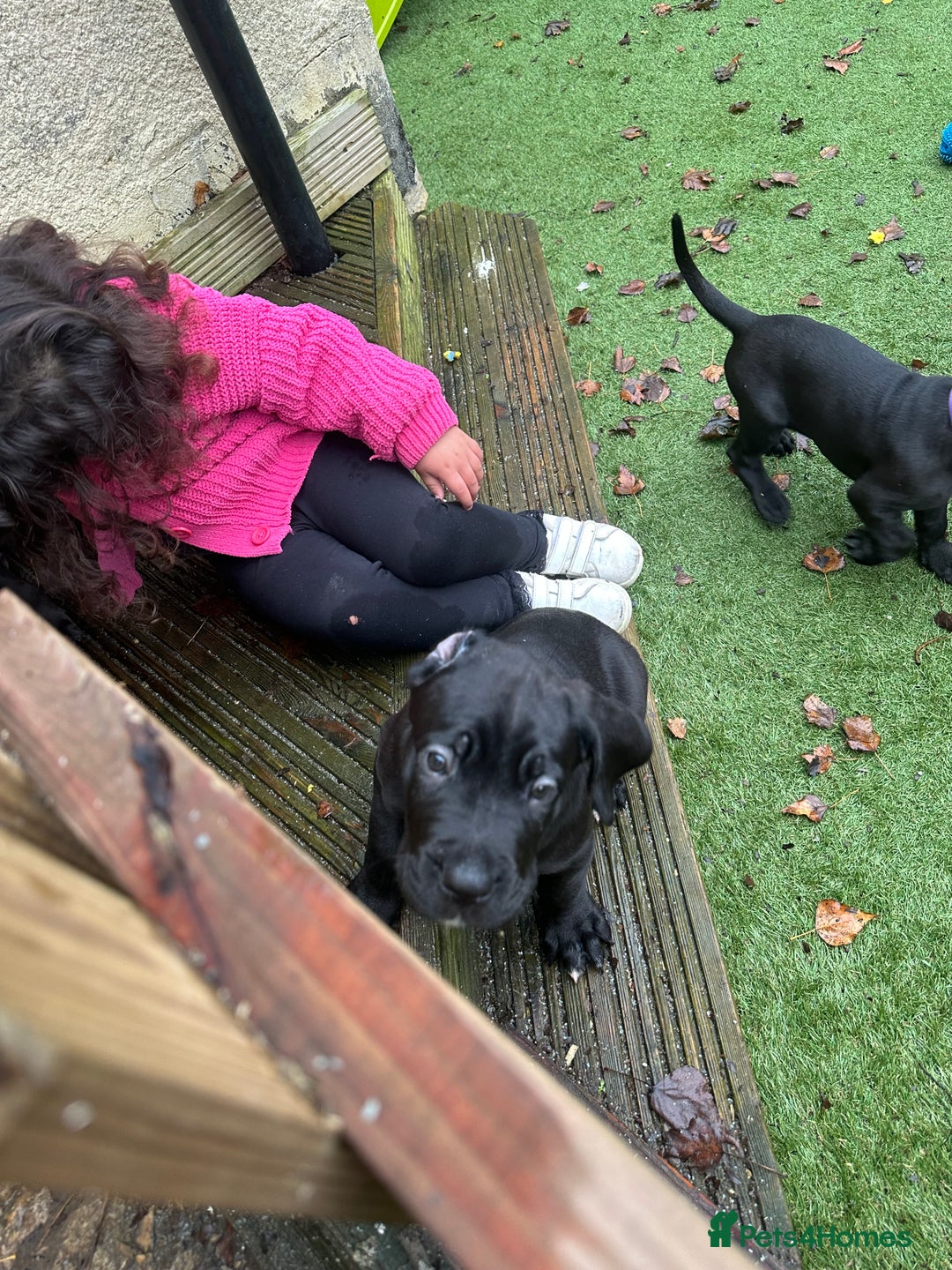 Mixed Breed dogs for sale: Cane corso/Great Dane puppies for sale ✨✨ - Image 7