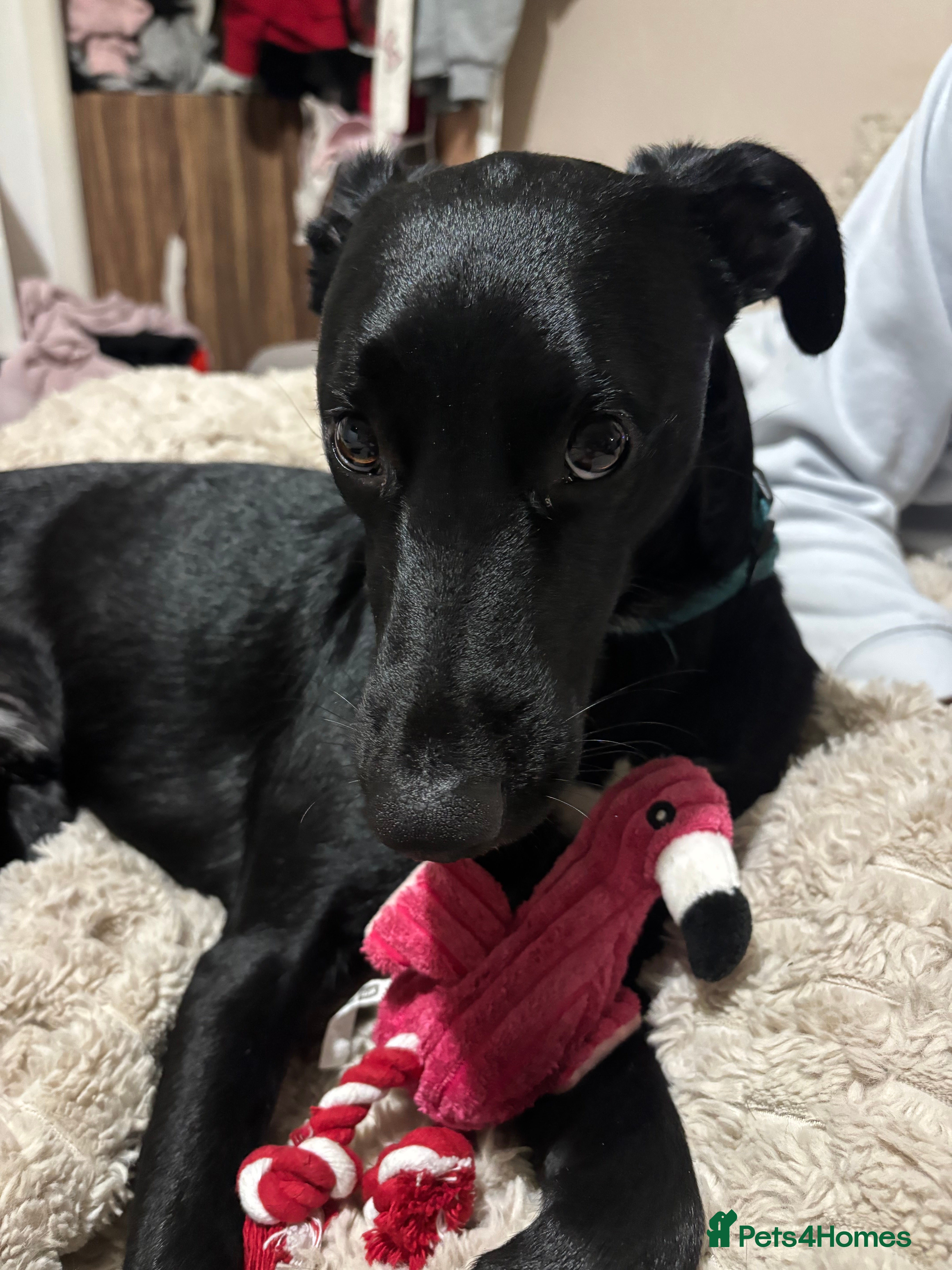 Mixed Breed dogs Lurcher teen boy  - Advert 1