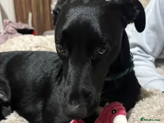 Mixed Breed dogs Lurcher teen boy - Advert 1