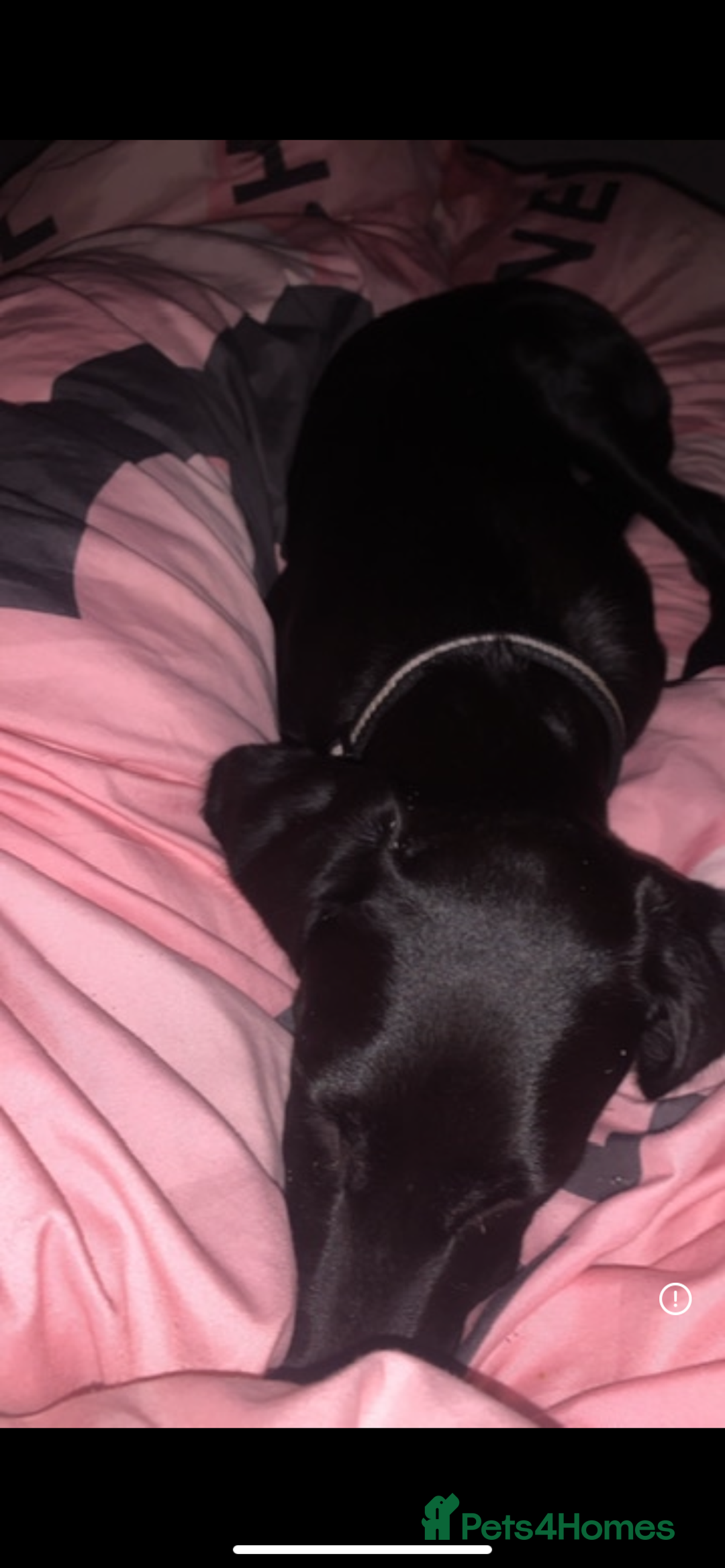 Mixed Breed dogs for sale: German pointer x saluki - Advert 4