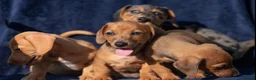 Jackshund dogs for sale: Beautiful family dogs in Bridgwater - Advert 3