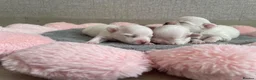 Maltese dogs for sale: Beautiful KC reg.Maltese puppies  - Advert 9