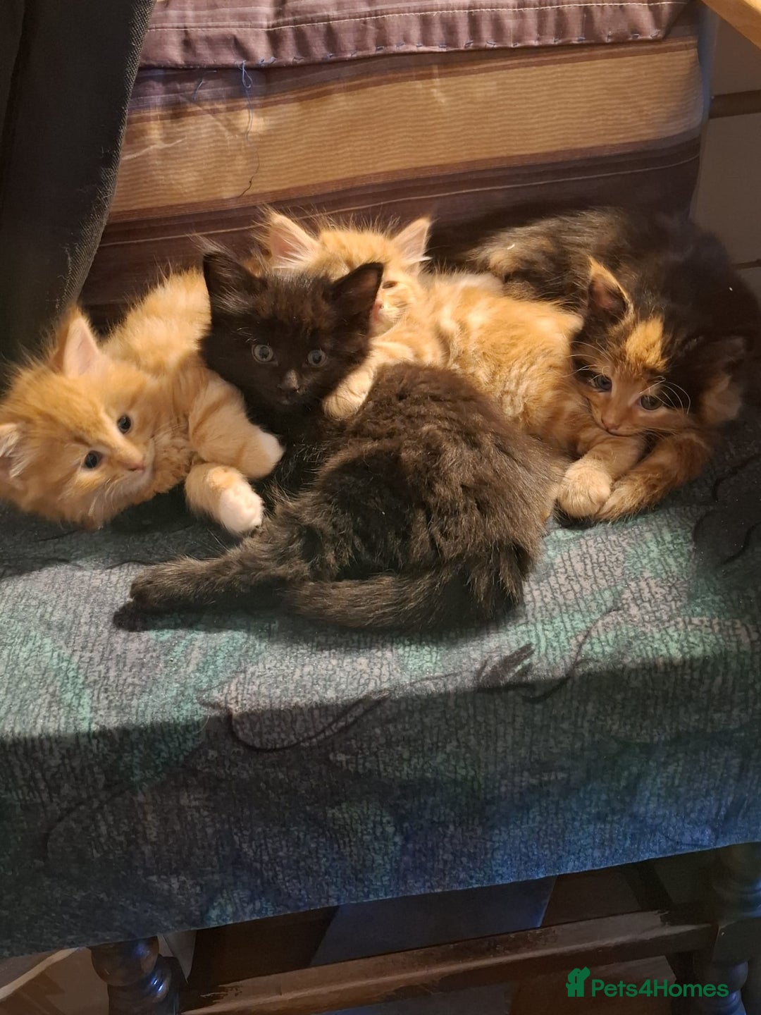 Mixed Breed cats for sale: 4 gorgerous kittens - Image 1