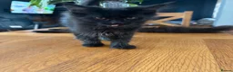 Maine Coon cats for sale: Home reared MaineCoon Pedigree Kittens  - Advert 2