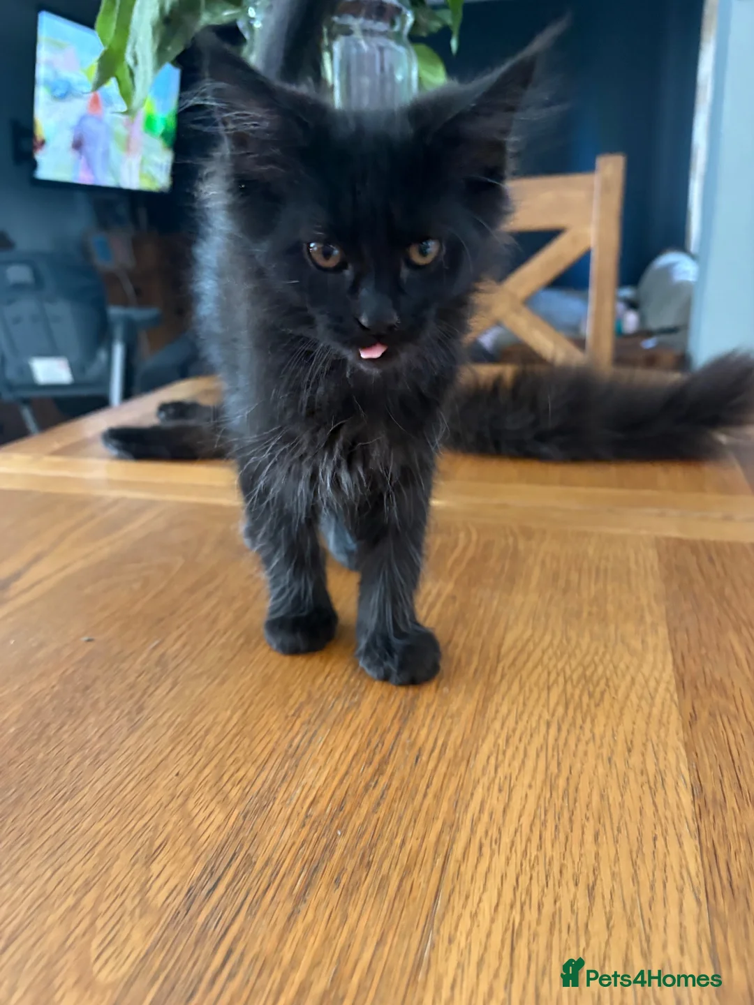 Maine Coon cats for sale: Home reared MaineCoon Pedigree Kittens  - Advert 2