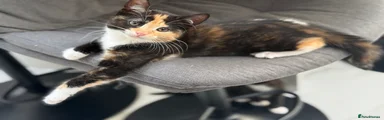  Kitten 4