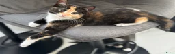 Mixed Breed cats for sale: 4 playful kittens mix of girls and boys - Advert 2