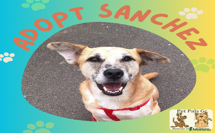 Mixed Breed dogs - Advert 1