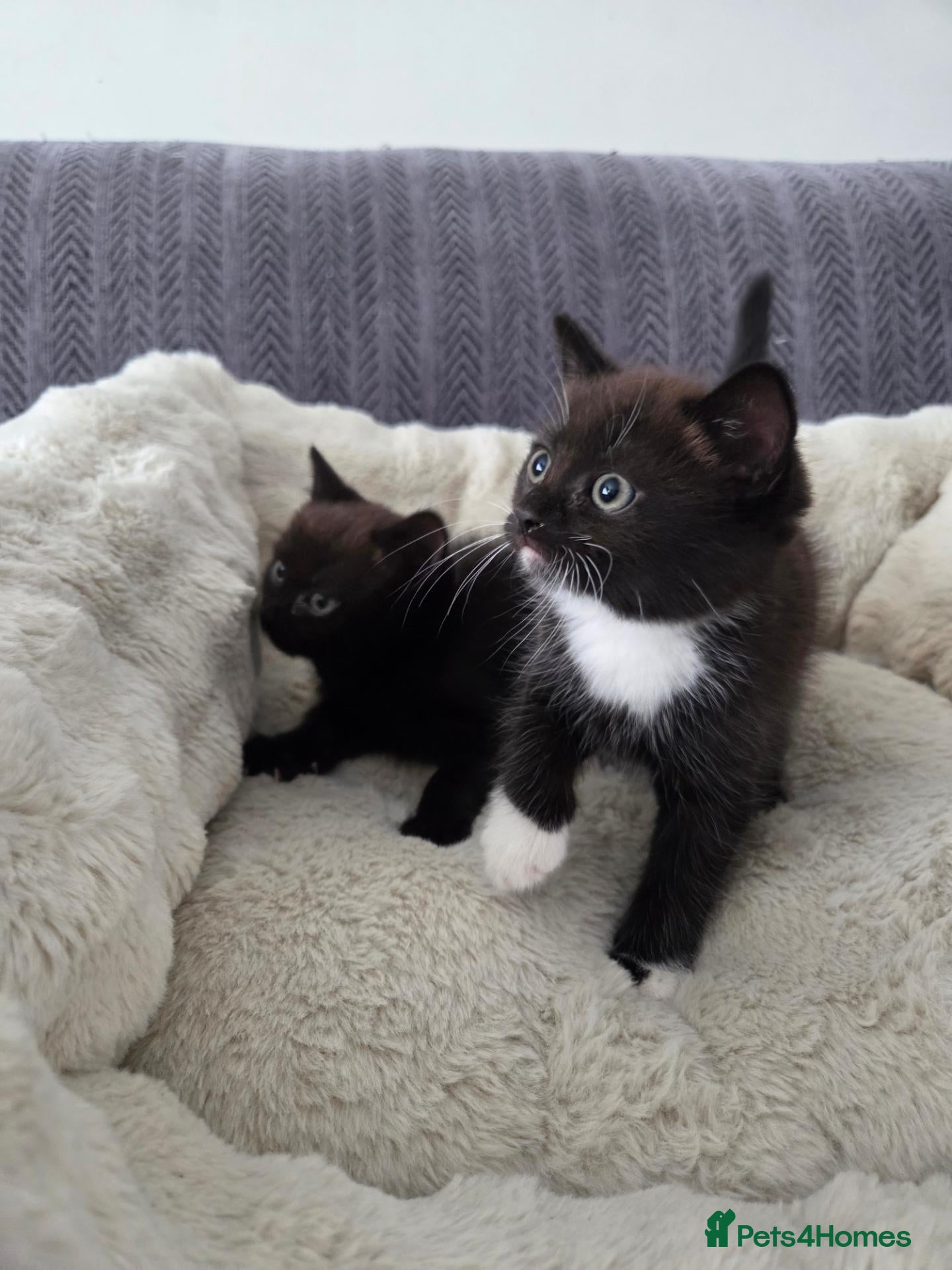 Mixed Breed cats BSH mixed kittens - Advert 6