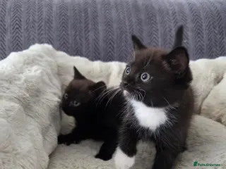 Mixed Breed cats BSH mixed kittens - Advert 6