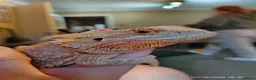 Bearded Dragon reptiles for sale: Female bearded dragon and full set up  in Tiverton - Advert 4
