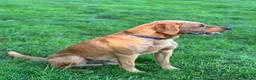 Labrador Retriever dogs for stud: 4 year old Fox Red Labrador Stud KC Registered  - Advert 4