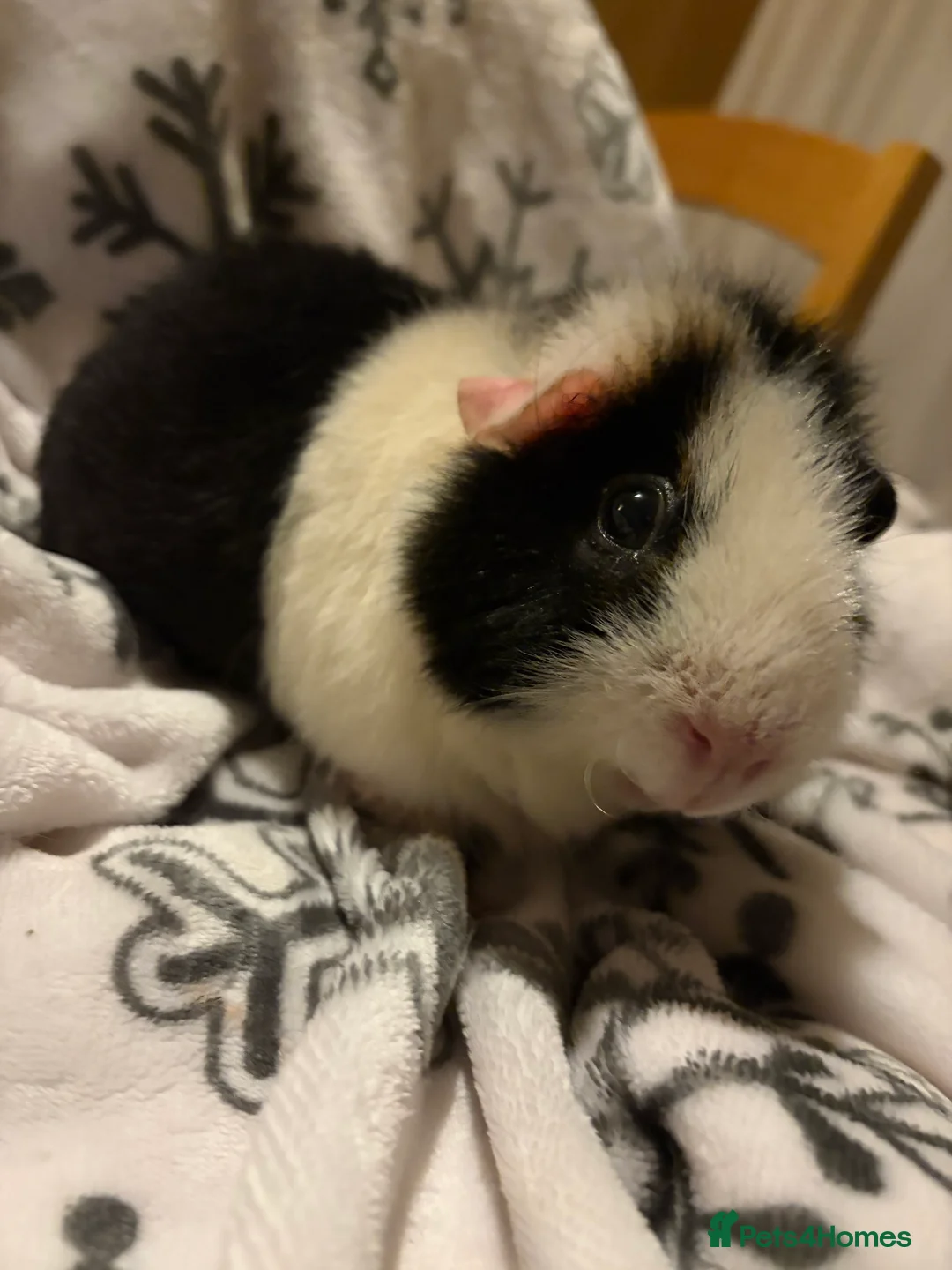 Guinea Pig rodents for sale: 3 female guinea pigs + set up - Advert 3