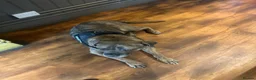 Cane Corso dogs for sale: Bella cane corso - Advert 1