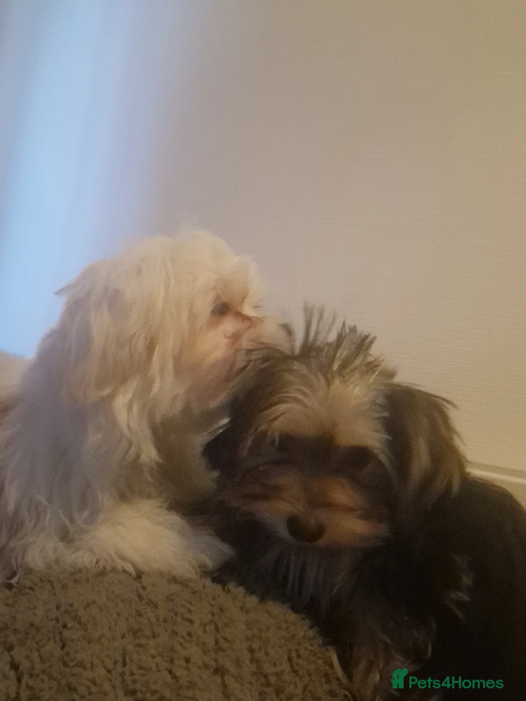 Mixed Breed dogs for sale: Mixed breed - Advert 6