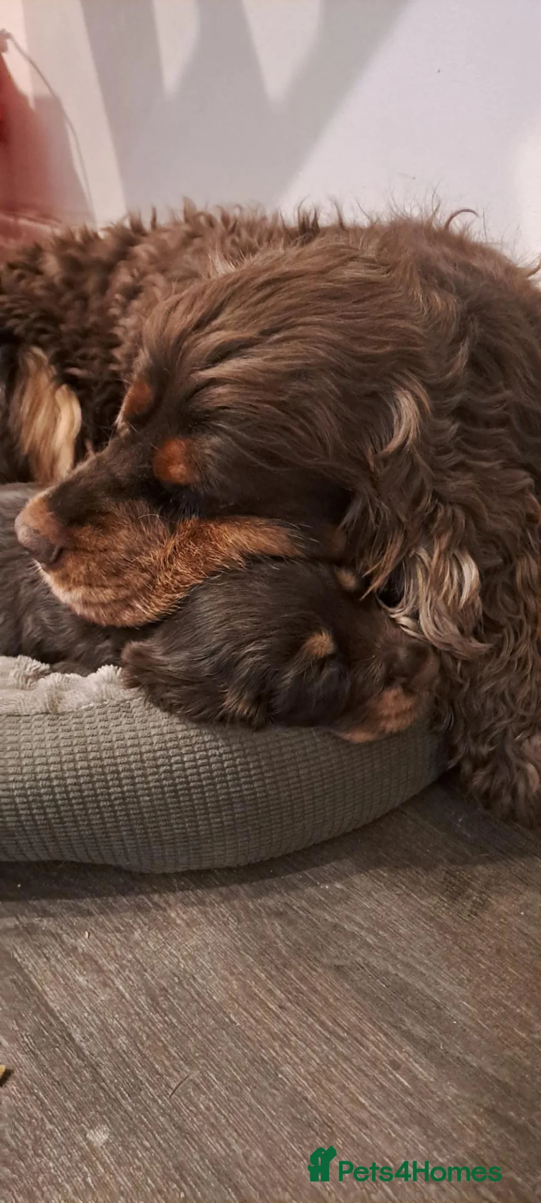 Cocker Spaniel dogs for sale: Little boy 💙 after DNA health tested parents - Advert 2