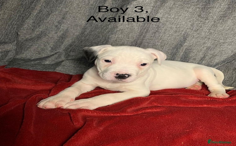 American Bulldog dogs - Advert 2