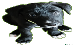 Borador dogs for sale: Black Collie X Labrador Ready to leave 26th Oct - Image 4