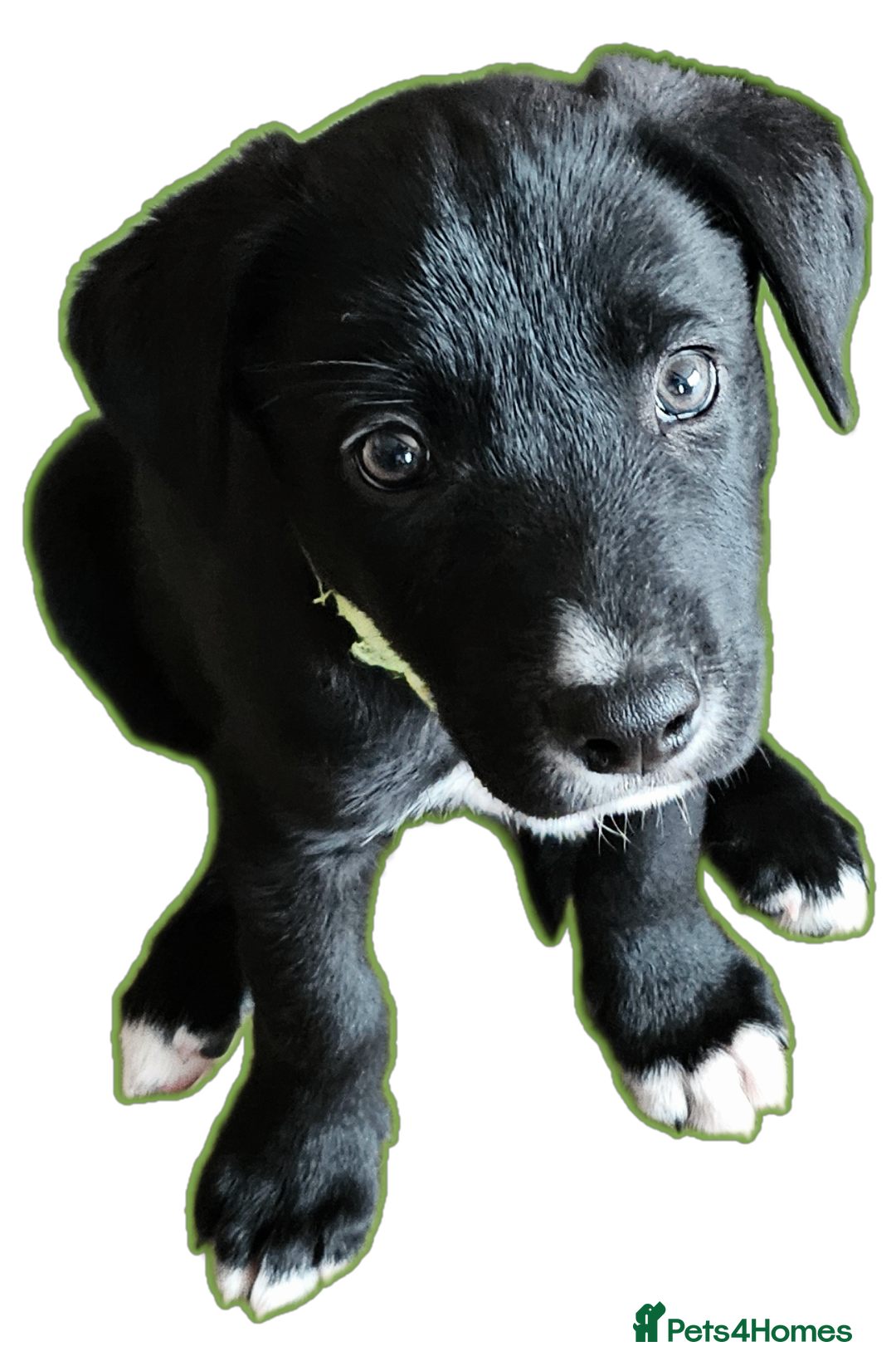 Borador dogs for sale: Black Collie X Labrador Ready to leave 26th Oct - Image 4