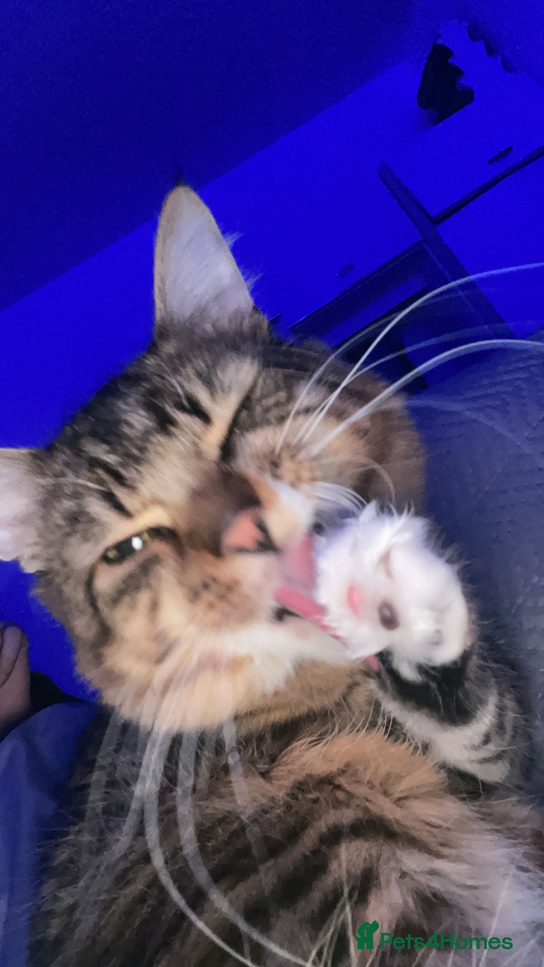 Mixed Breed cats for sale: Domestic Longhair cat - Image 4