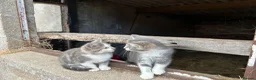 Mixed Breed cats for sale: 2 Grey Male Kittens for sale. Ready now - Advert 2