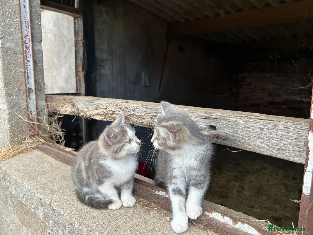 Mixed Breed cats for sale: 2 Grey Male Kittens for sale. Ready now - Advert 2