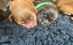 Cocker Spaniel dogs for sale: 🐶🐶🐶6 STUNNING WORKING COCKER SPANIELS🐶🐶🐶 - Image 3
