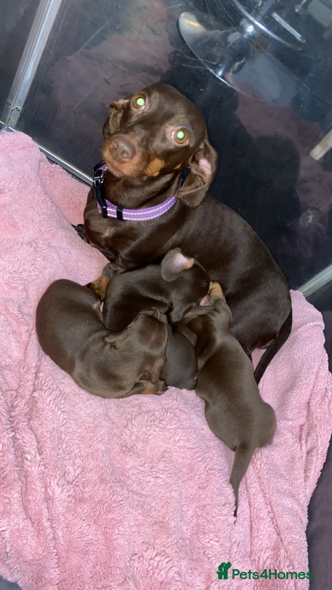 Miniature Dachshund dogs for sale: Miniature dachshund puppies  in Leicester - Advert 2