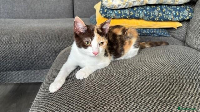 British Shorthair cats Lovely 15-Week-Old Calico Kitten with Accessories - Advert 4