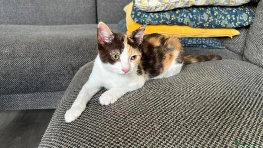 British Shorthair cats for sale: Lovely 15-Week-Old Calico Kitten with Accessories in Bracknell - Advert 1