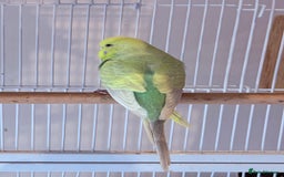Budgerigars birds for sale: Bonded budgies for sale  - Image 8