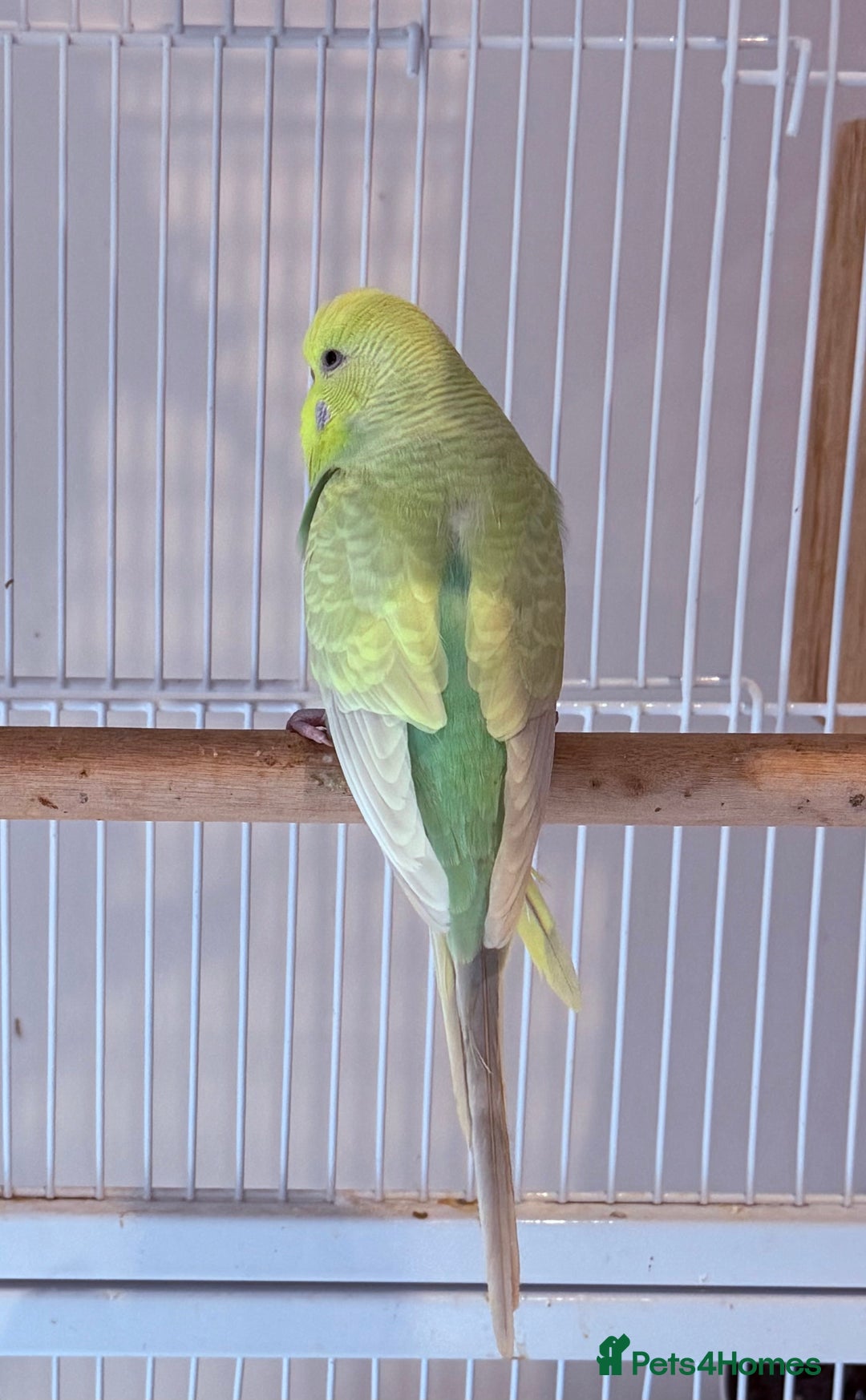 Budgerigars birds for sale: Bonded budgies for sale  - Image 8