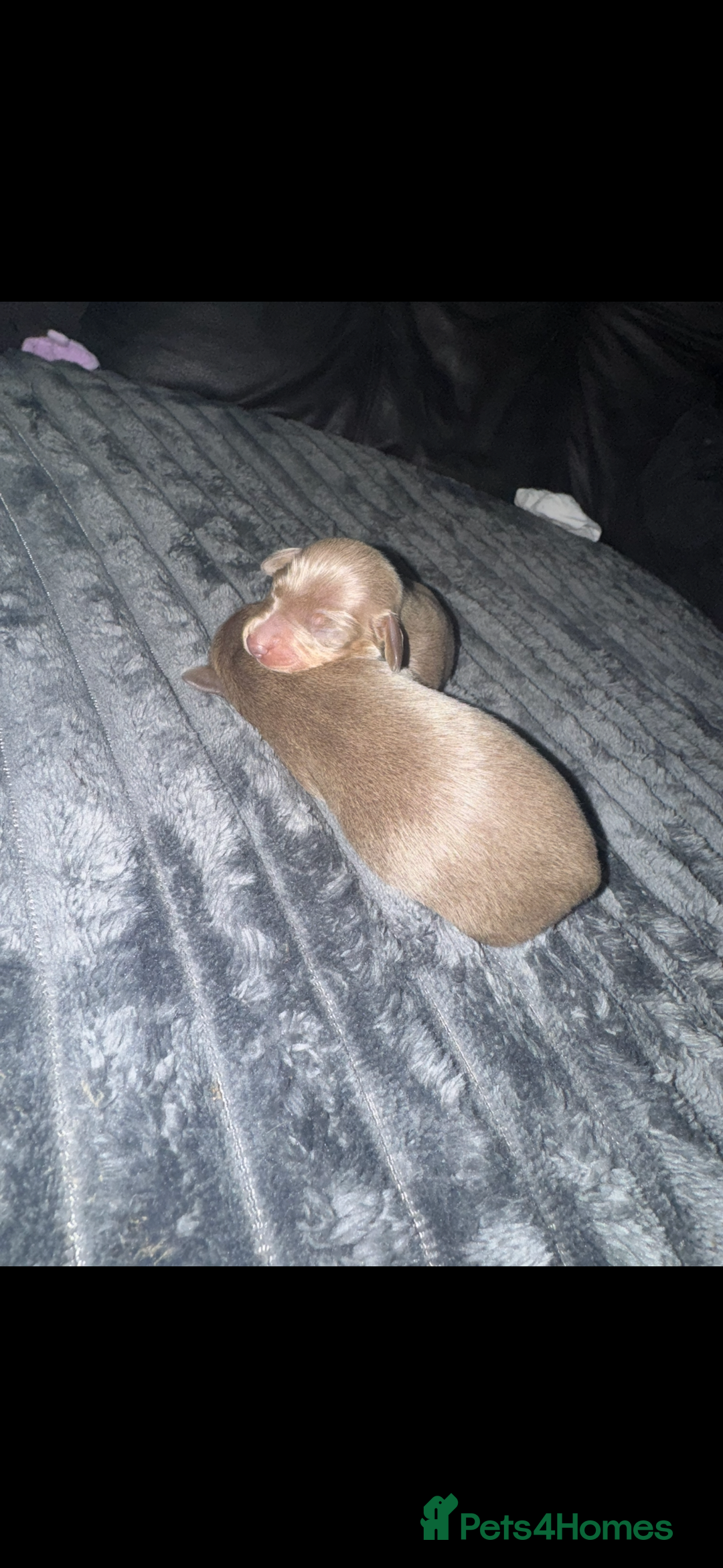 Miniature Dachshund dogs for sale: Miniature dachshunds - Image 6