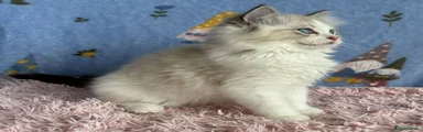 Ragdoll 4