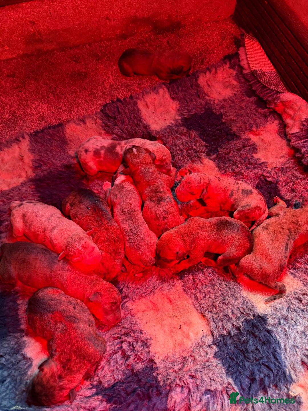 Mixed Breed dogs for sale: Mastibull puppies for sale  - Image 14