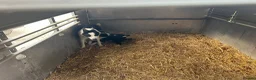 Border Collie dogs for sale: Border collies for sale in Denbigh - Advert 2