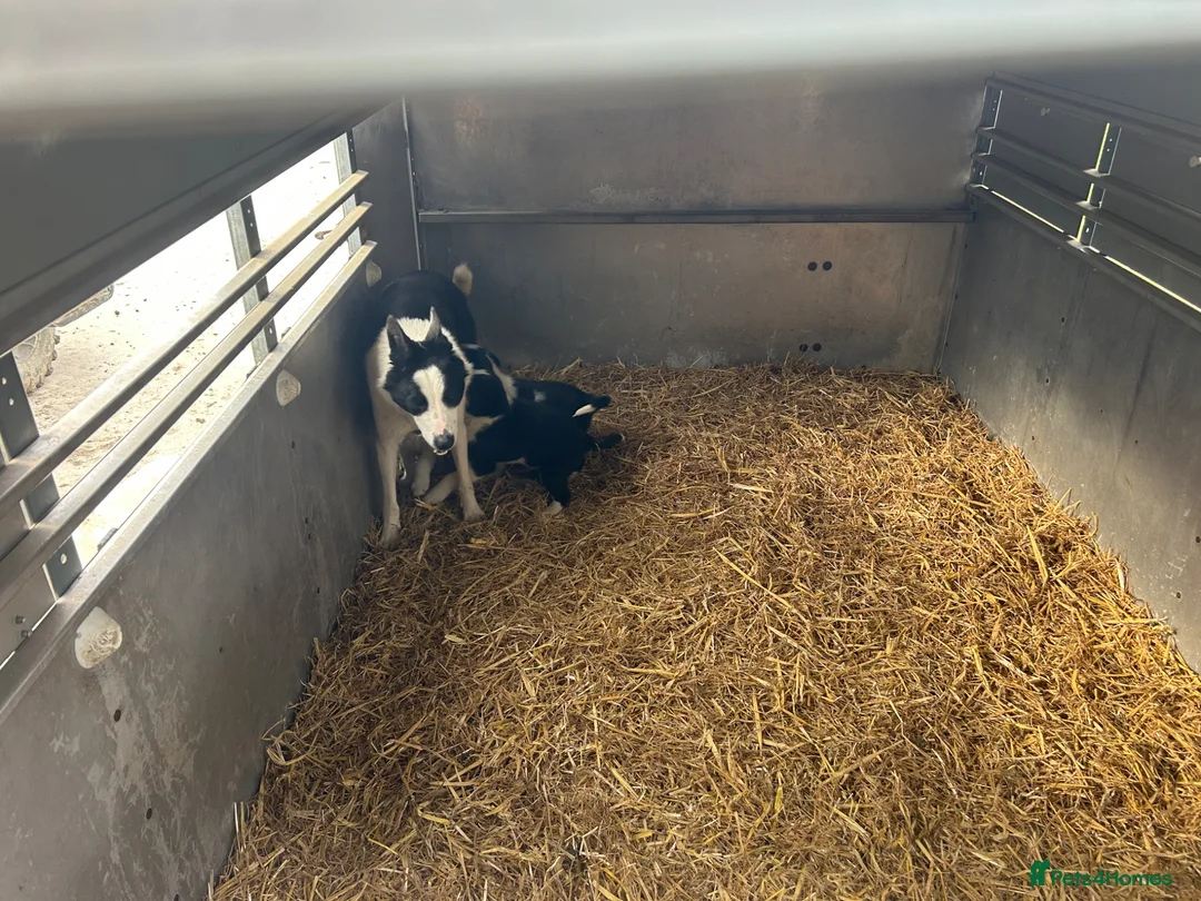 Border Collie dogs for sale: Border collies for sale in Denbigh - Advert 2