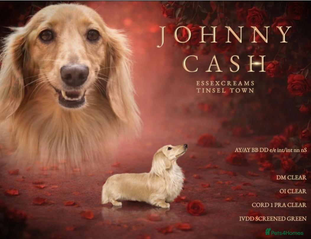 Dachshund dogs 🐾 3 Stunning Dachshund Puppies – Loving Homes ❤️ - Advert 2