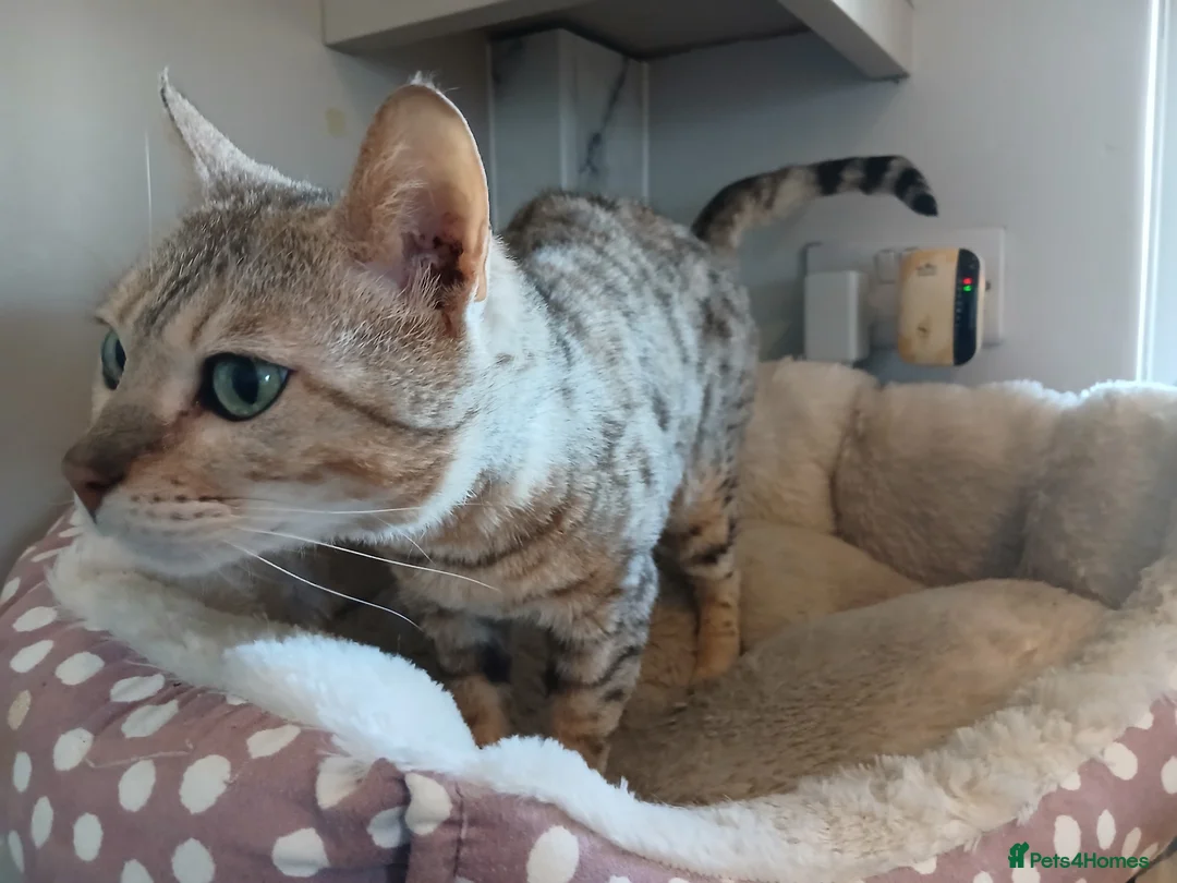 Bengal cats for sale: Winnie - Advert 5