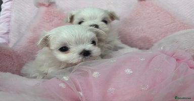 Maltese dogs - Advert 2
