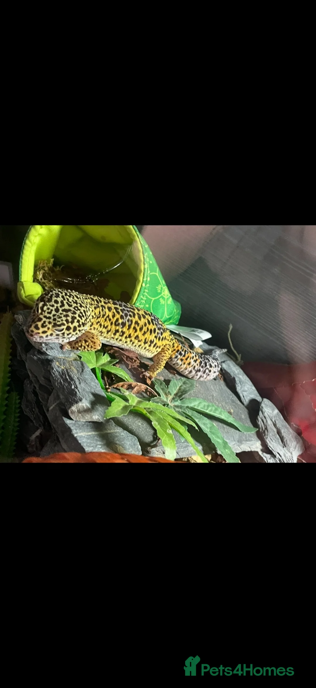Leopard Gecko reptiles for sale: Leopard gecko  in Dumfries - Advert 2