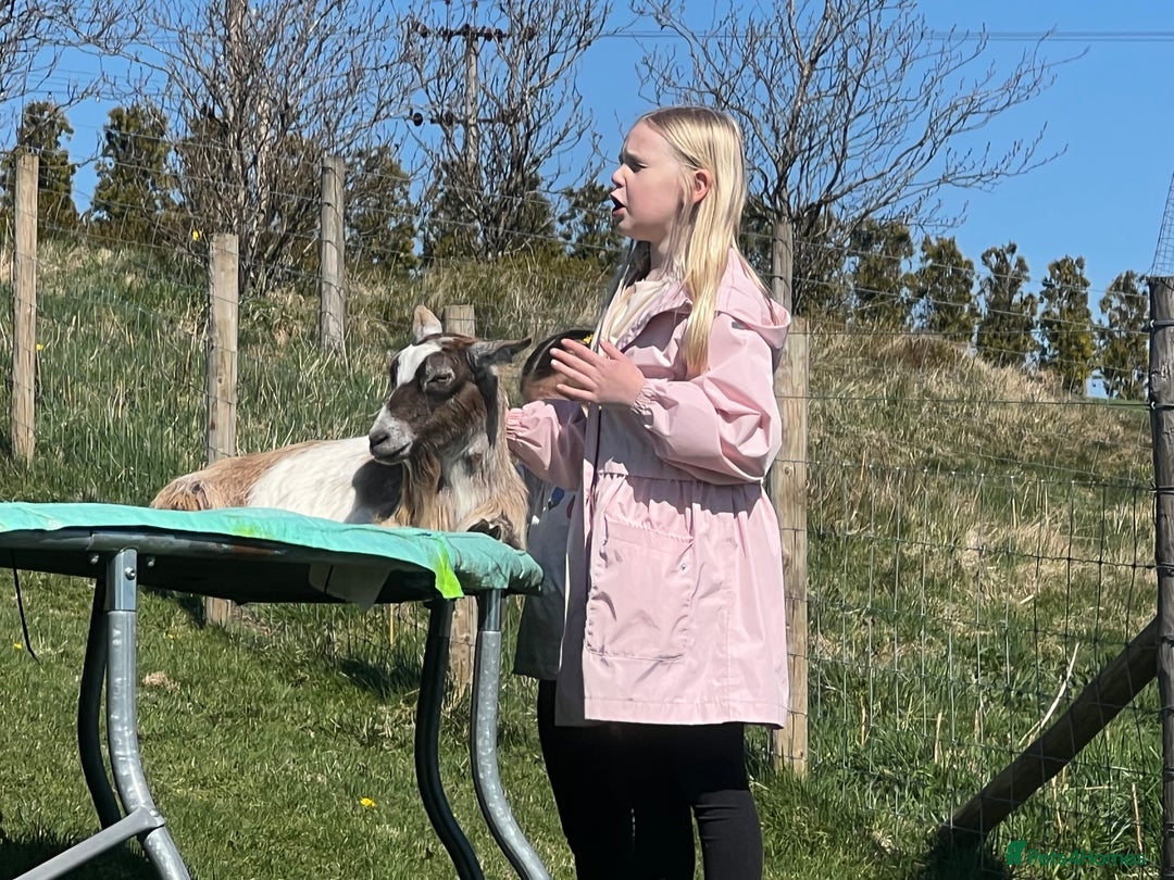 Goats livestock for sale: Pygmy nanny’s disbudded CAE and johnnes tested - Image 4