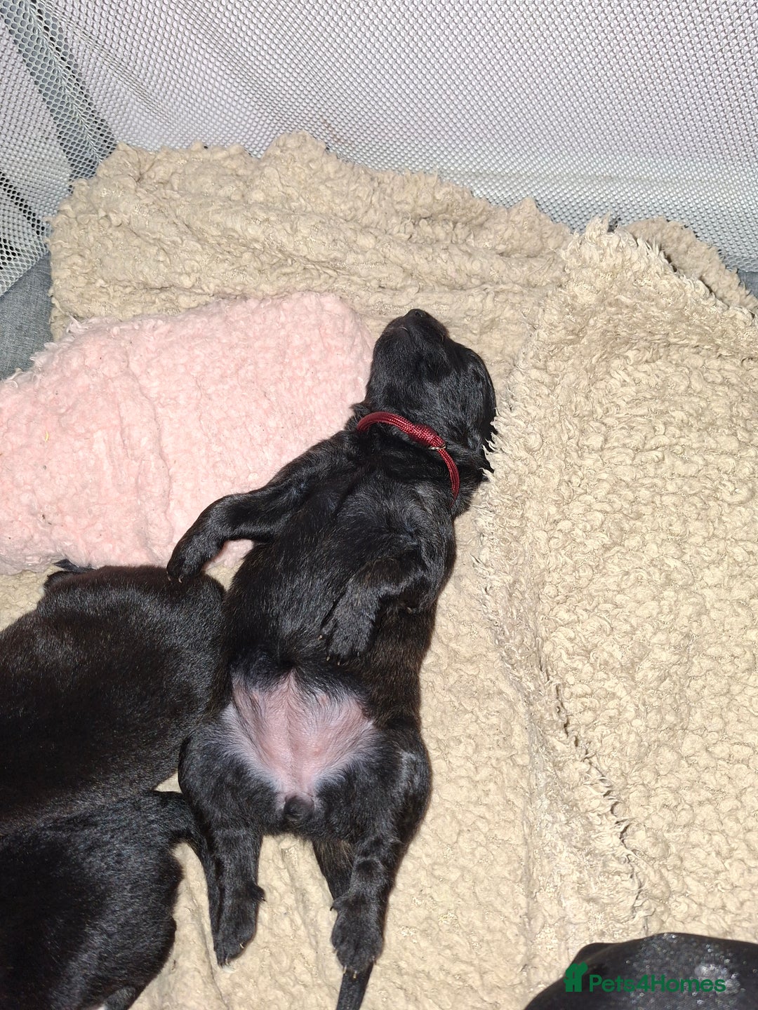 Mixed Breed dogs for sale: Puppies - Advert 5