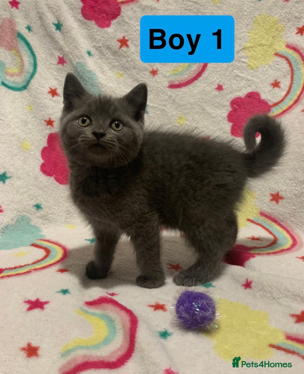 Mixed Breed cats !ONE LEFT! RARE Selkirk Rex Scottish Fold kittens! - Advert 19