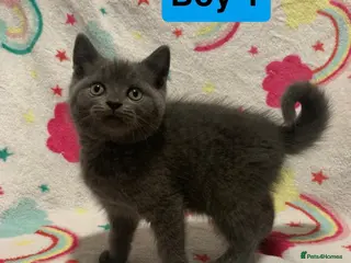 Mixed Breed cats !ONE LEFT! RARE Selkirk Rex Scottish Fold kittens! - Advert 19