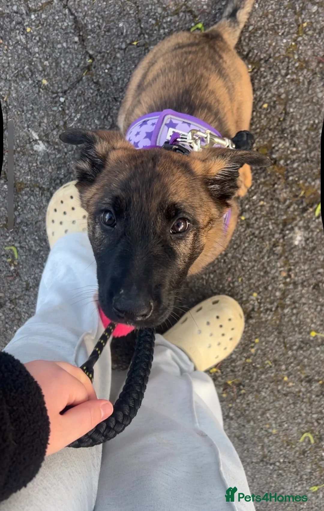 Mixed Breed dogs for sale: Dutch herder x German shepherd  - Advert 9