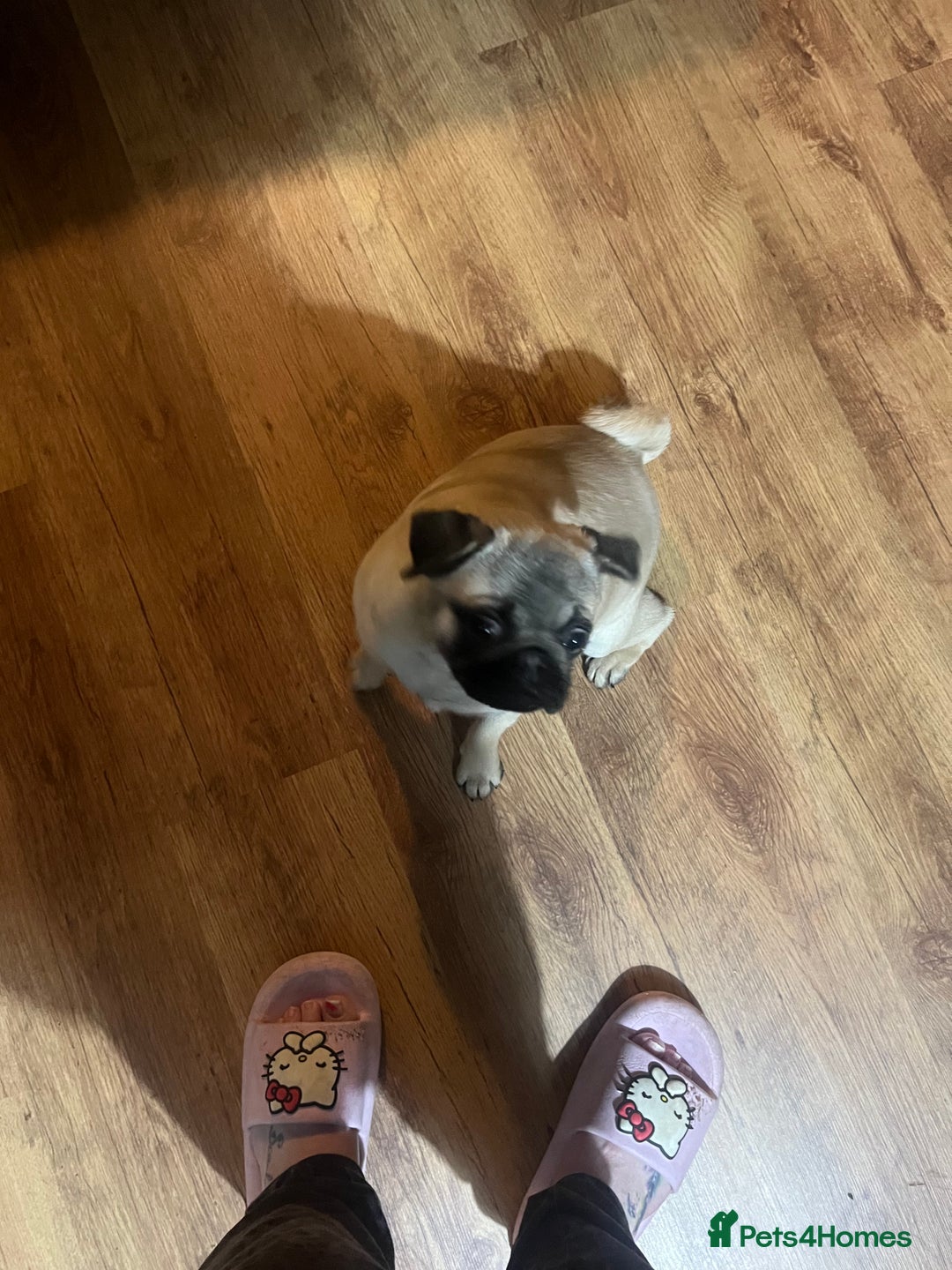 Pug dogs for sale: Gorgeous loveable Pug  - Advert 7