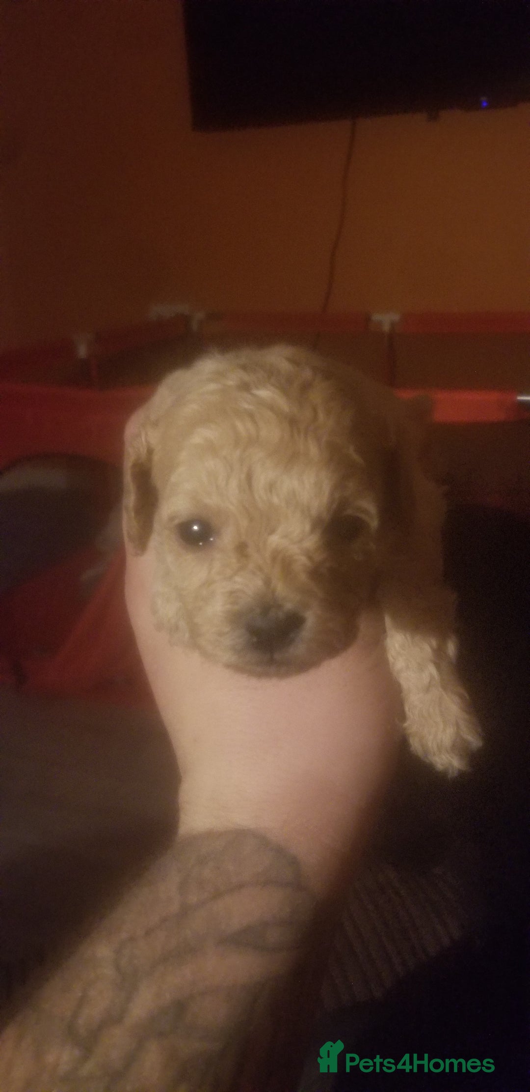 Shihpoo dogs for sale: Last f1b shihpoo left £850 - Advert 12