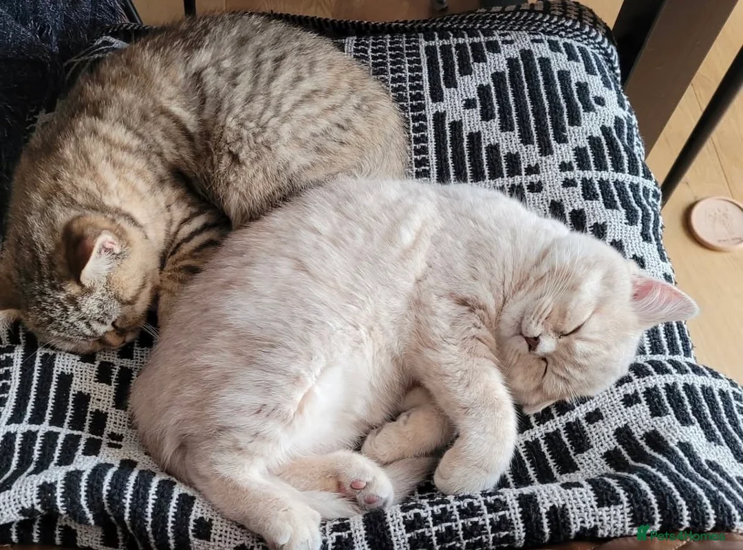 British Shorthair cats for sale: Pedigree tabby British shorthair lilac chocolate  - Advert 4